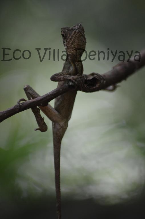 Eco Villa - Sinharaja Deniyaya Exterior foto